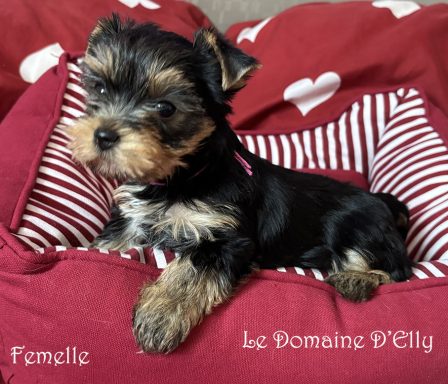 Femelle disponible
